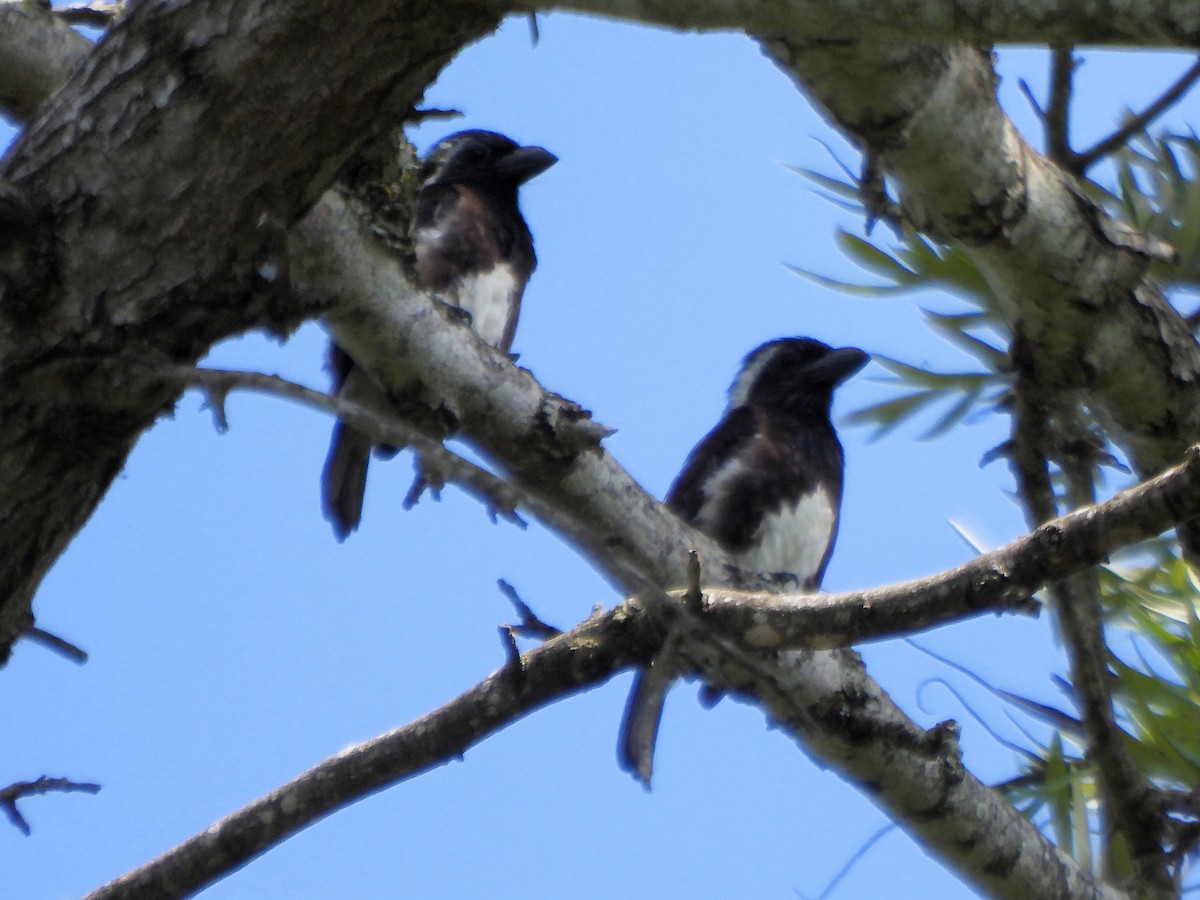 White-eared Barbet - ML615837261