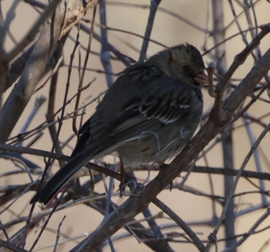 Harris's Sparrow - ML615837263