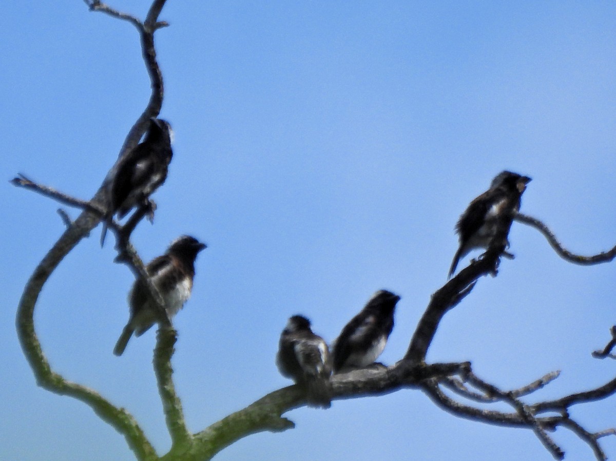 White-eared Barbet - ML615837264