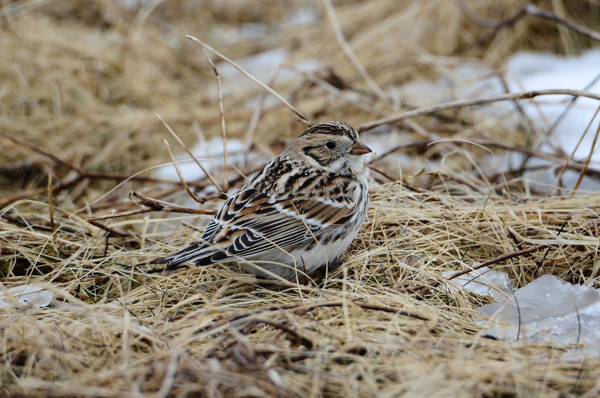 Lapland Longspur - Roman Yaremchuk