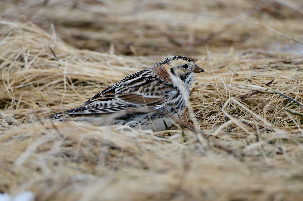 Lapland Longspur - Roman Yaremchuk