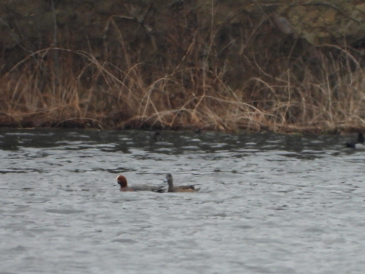 Eurasian Wigeon - ML615837302