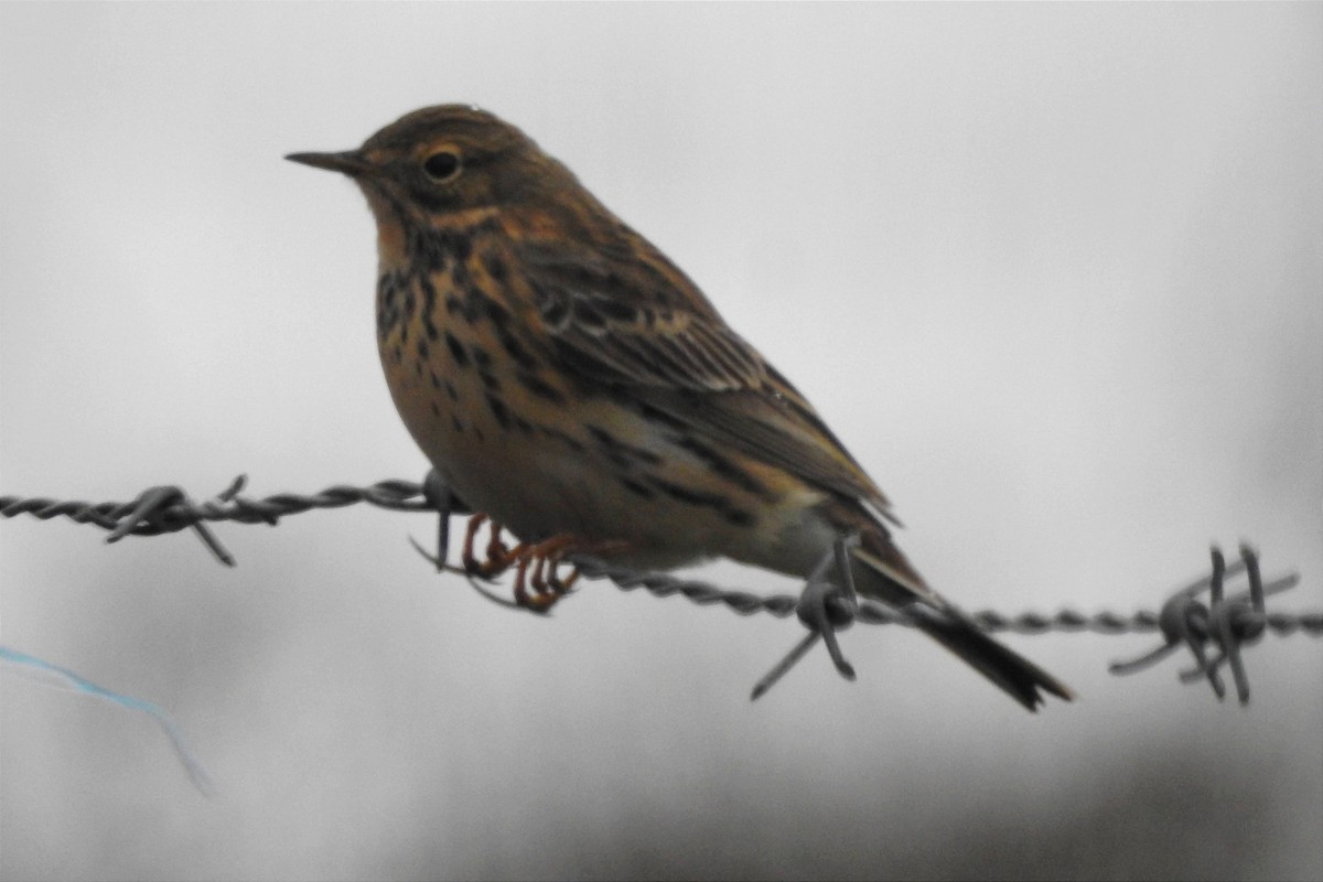 Meadow Pipit - ML615837338