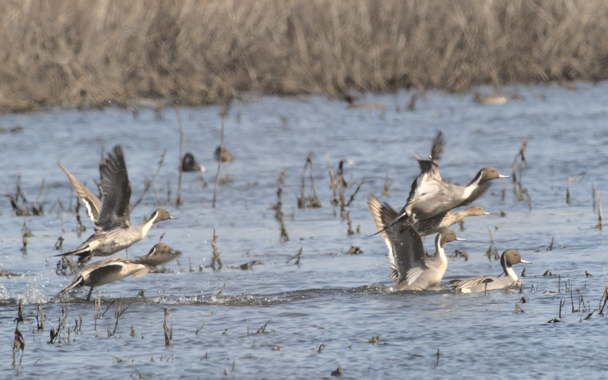 Northern Pintail - ML615837352