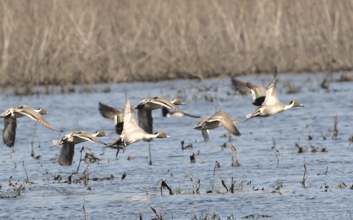 Northern Pintail - ML615837353