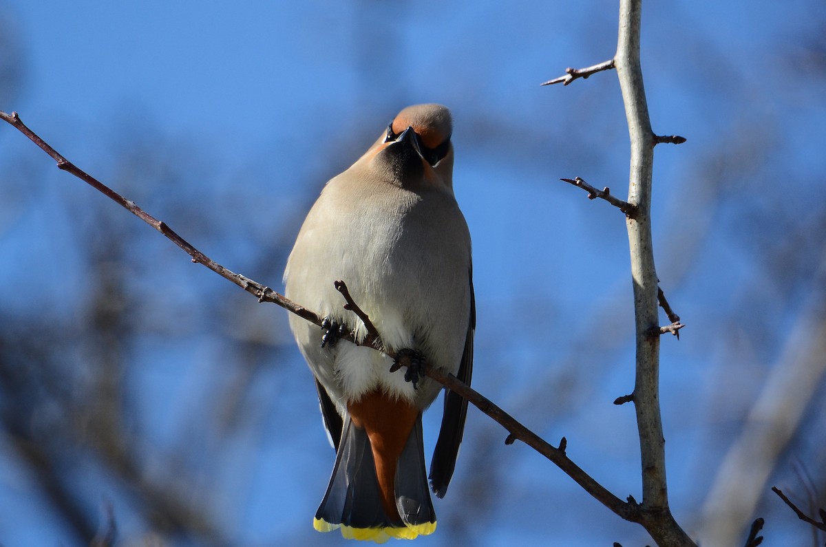 Bohemian Waxwing - Roman Yaremchuk