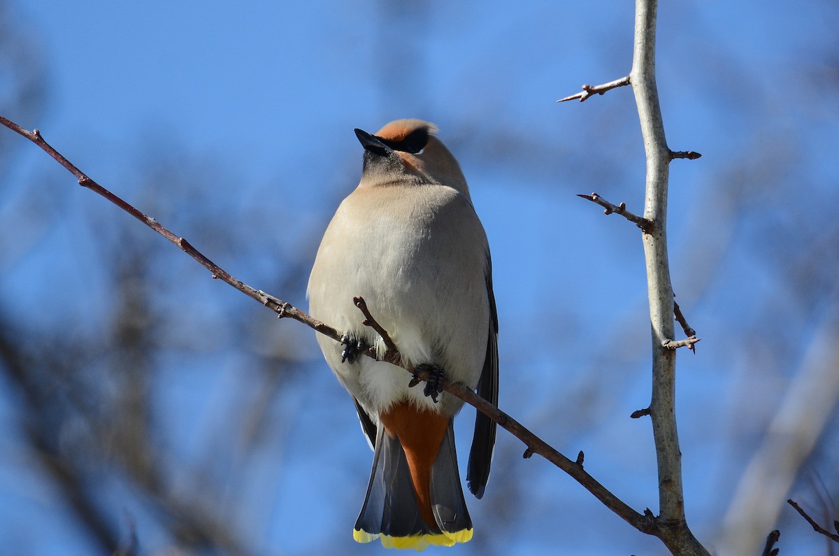 Bohemian Waxwing - Roman Yaremchuk