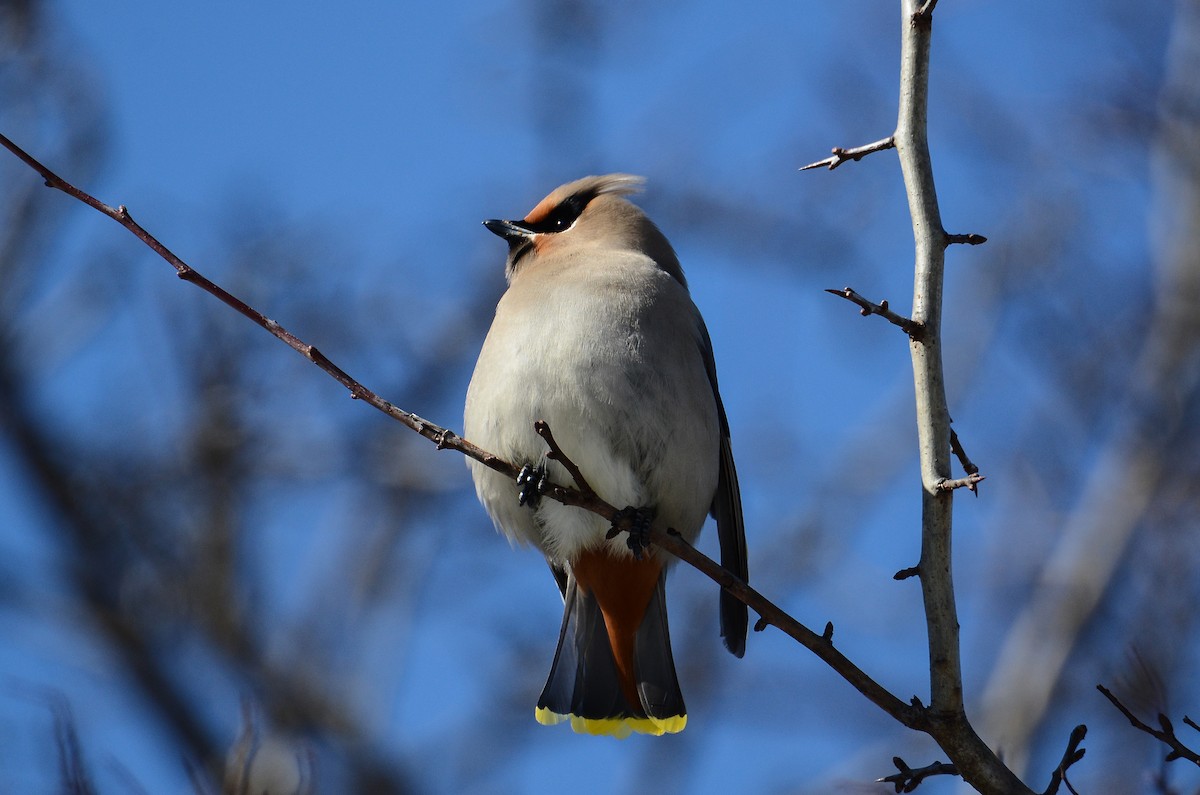 Bohemian Waxwing - Roman Yaremchuk