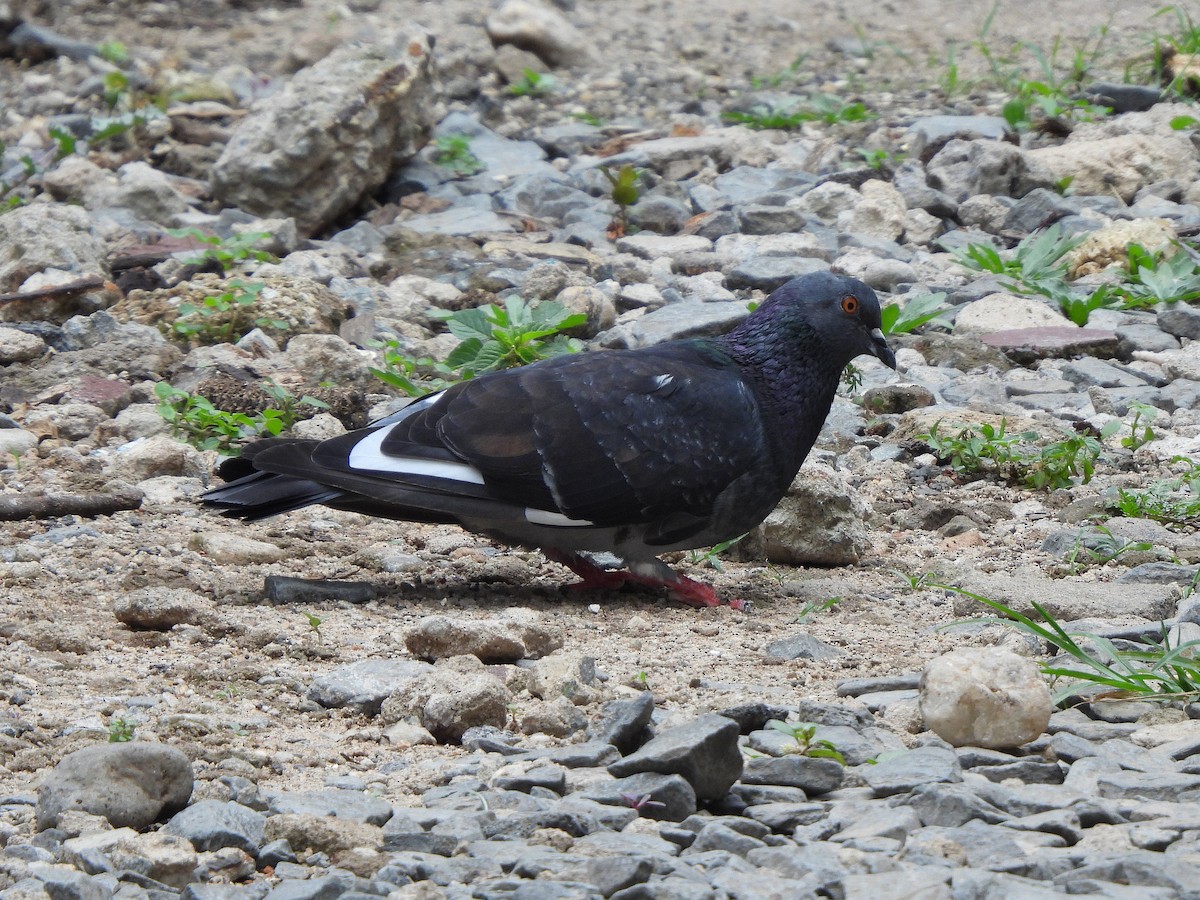 Rock Pigeon (Feral Pigeon) - ML615837366