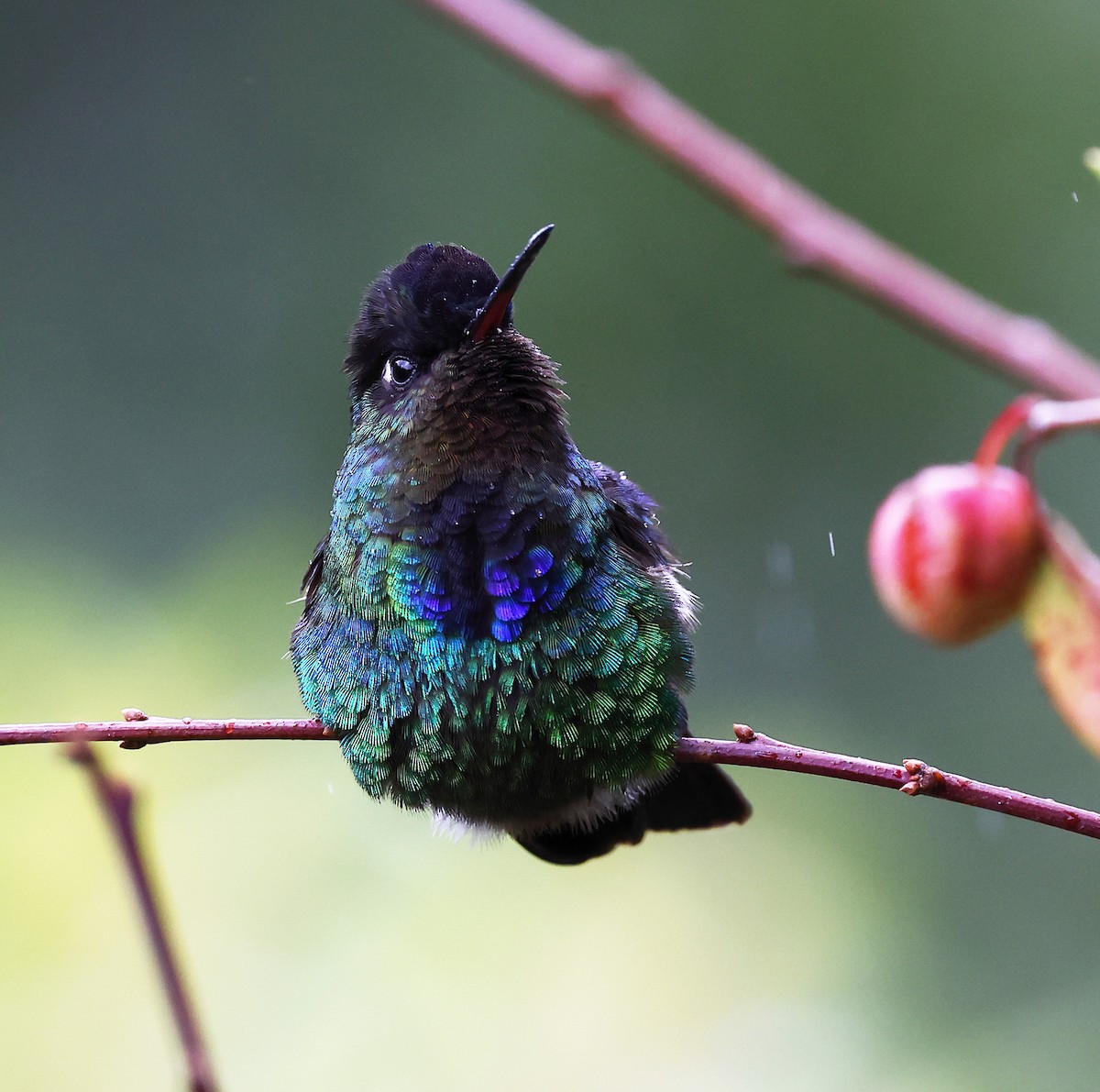 Fiery-throated Hummingbird - ML615837384