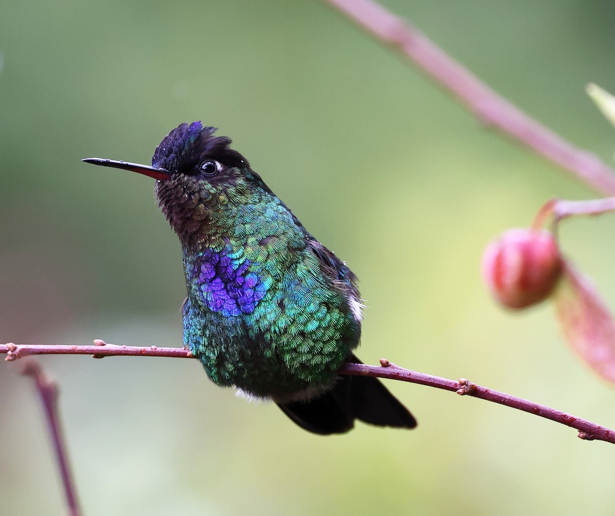 Fiery-throated Hummingbird - ML615837424