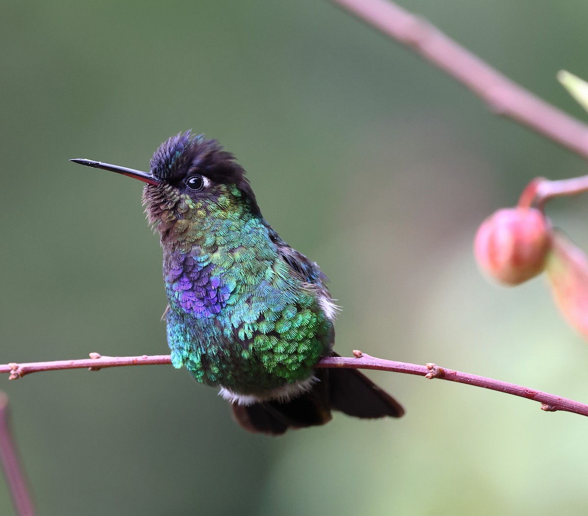 Fiery-throated Hummingbird - ML615837470