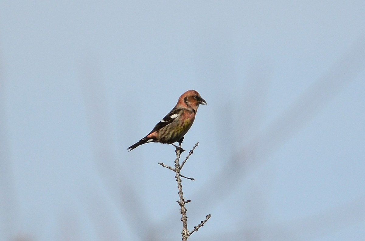 White-winged Crossbill - Roman Yaremchuk