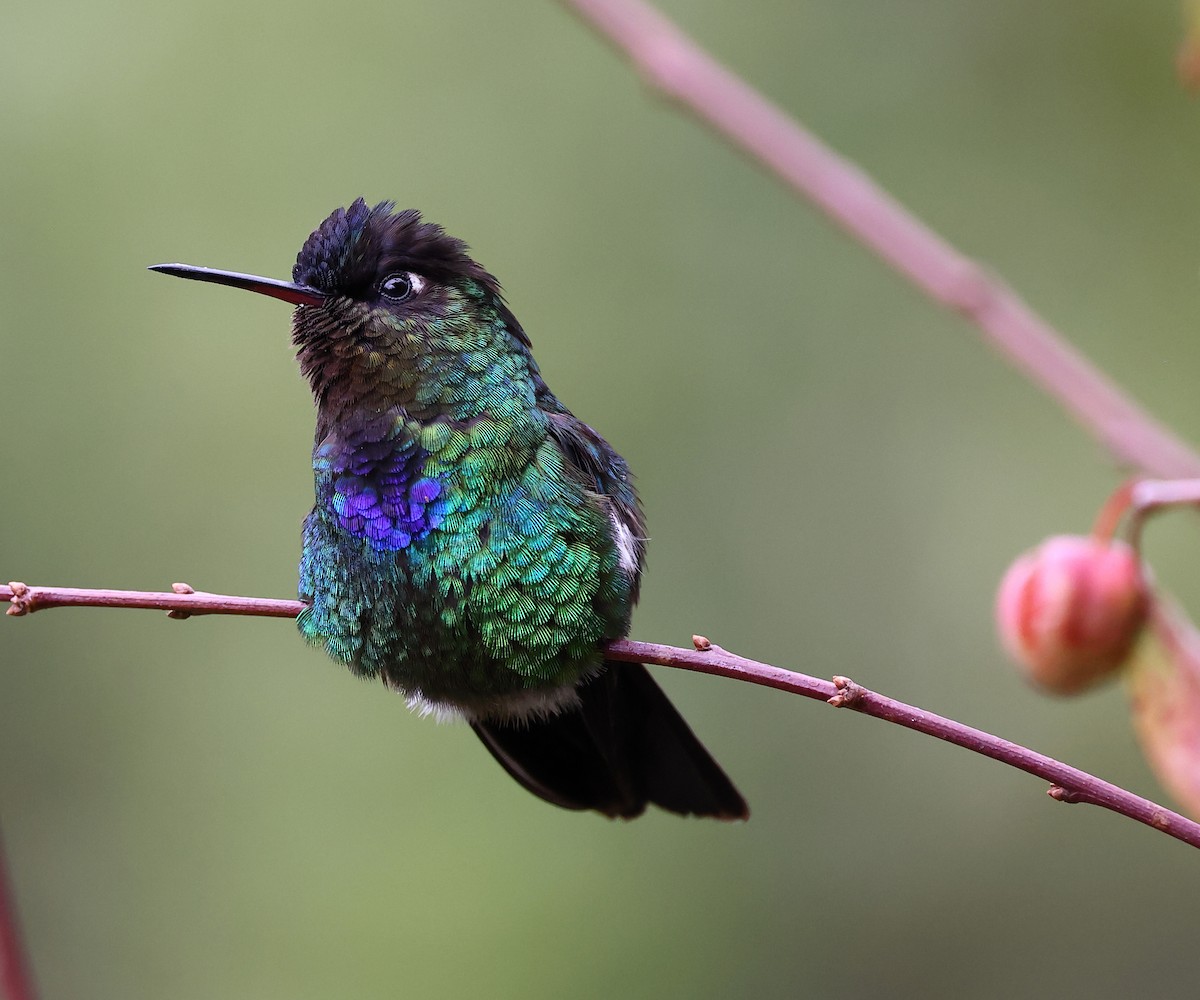 Fiery-throated Hummingbird - ML615837499