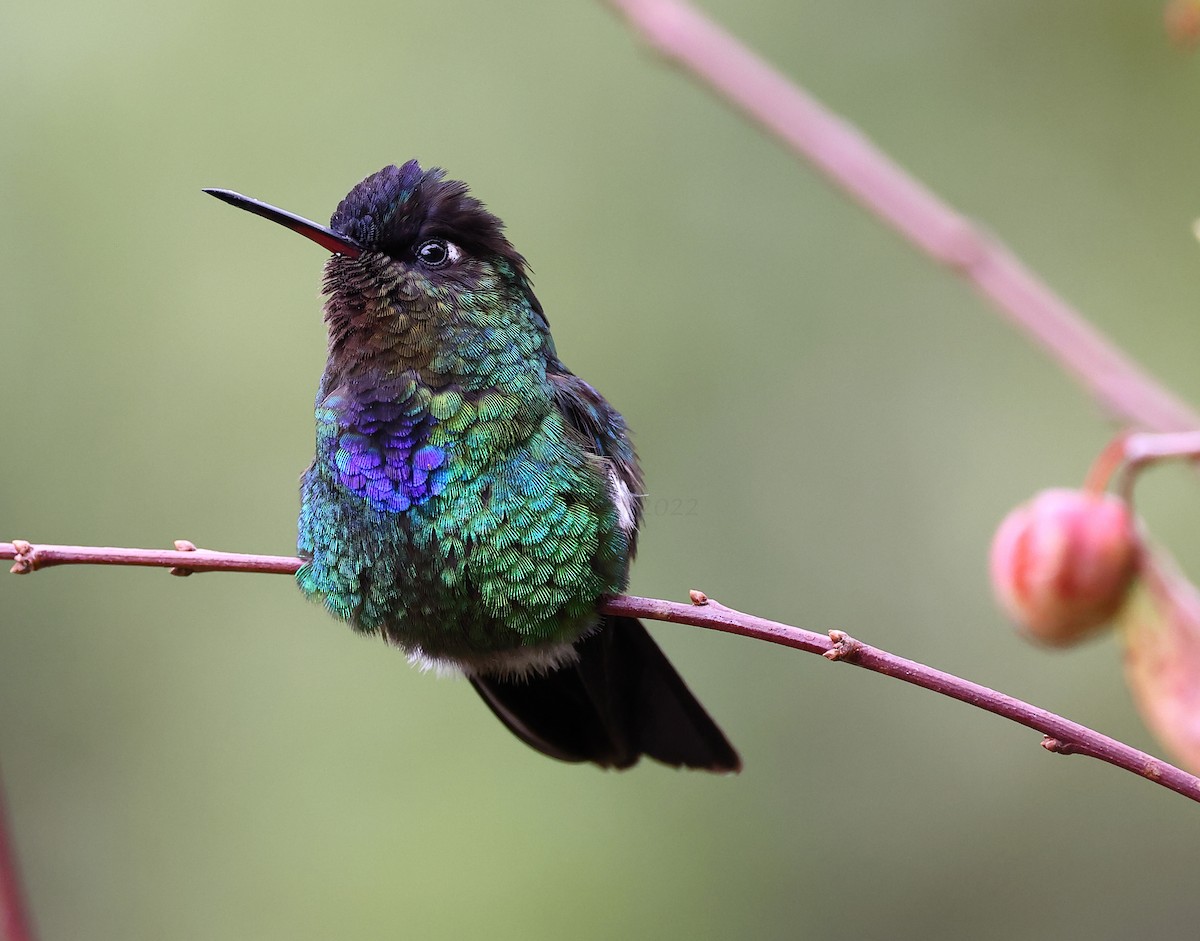 Fiery-throated Hummingbird - ML615837520