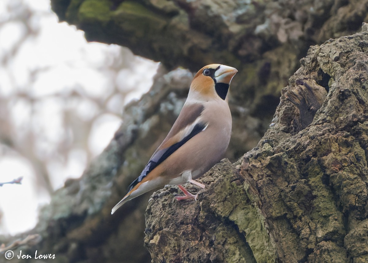 Hawfinch - Jon Lowes