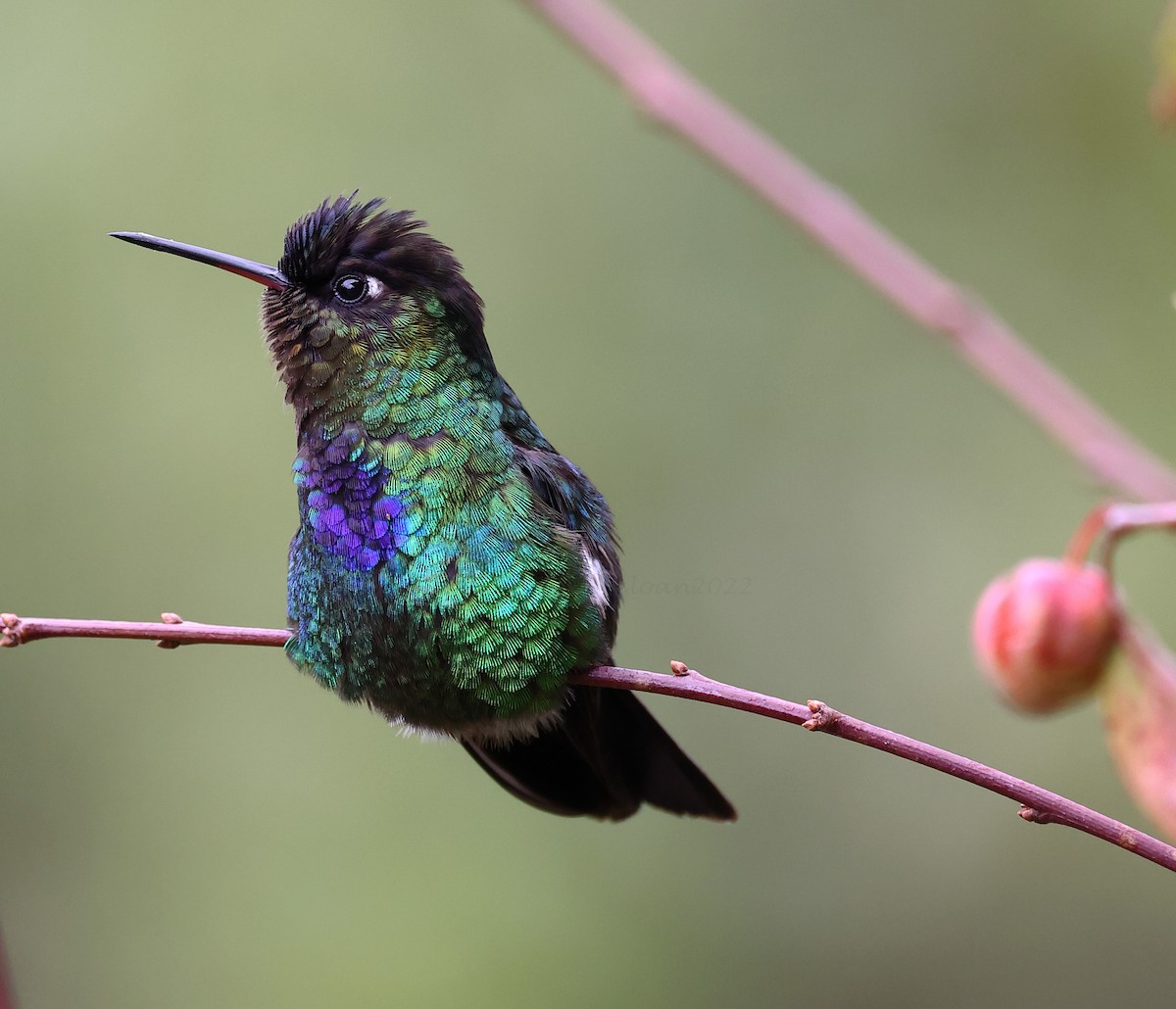 Fiery-throated Hummingbird - ML615837537