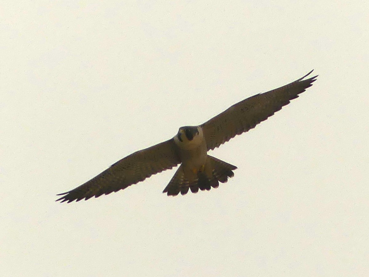 Peregrine Falcon - Rebecca Merrill