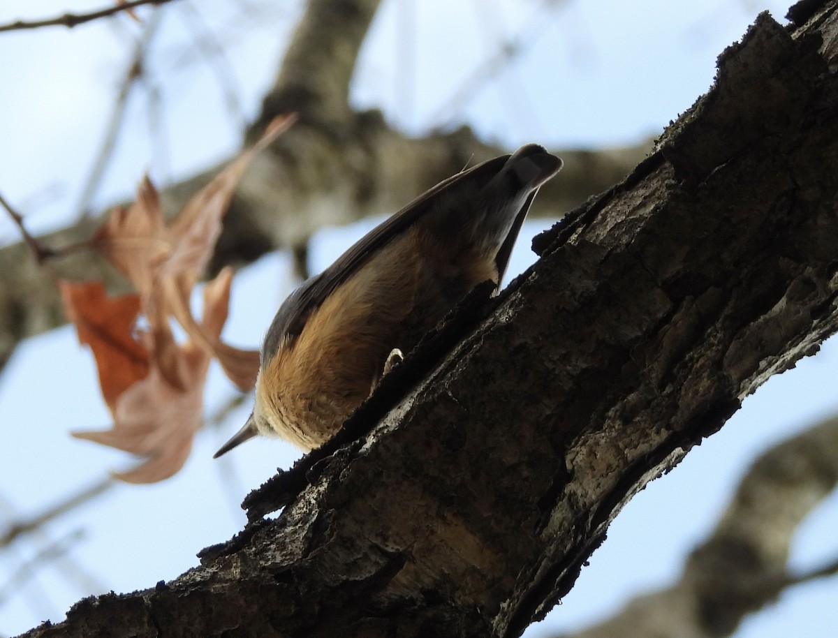 Red-breasted Nuthatch - ML615837569