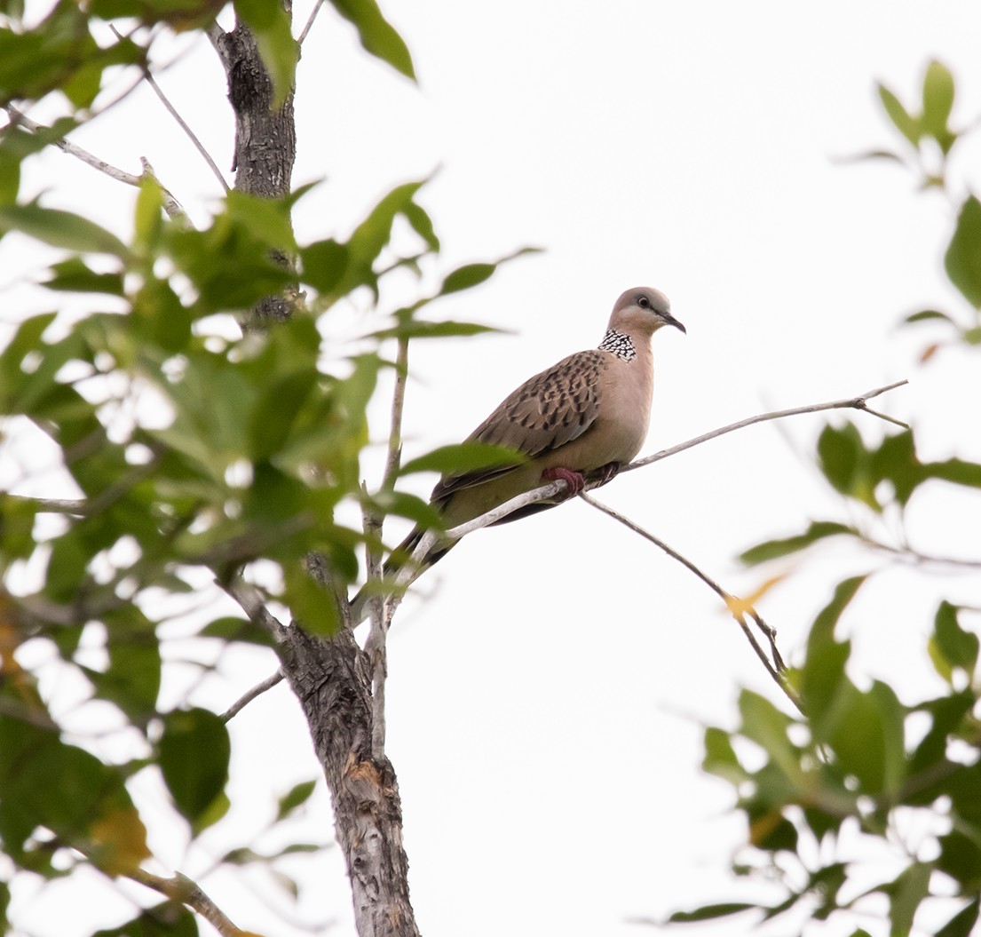 Spotted Dove - ML615837592