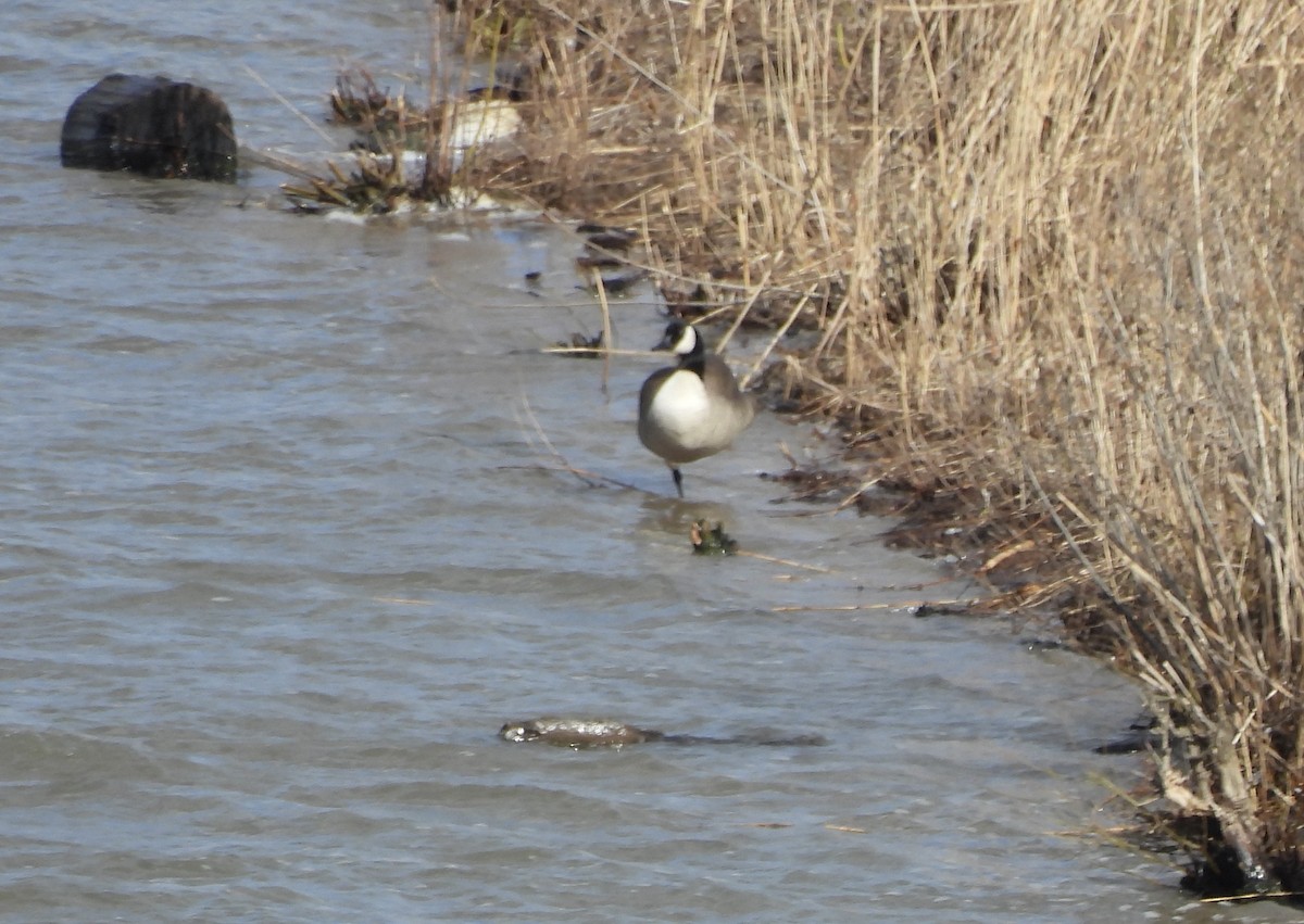 Canada Goose - ML615837645