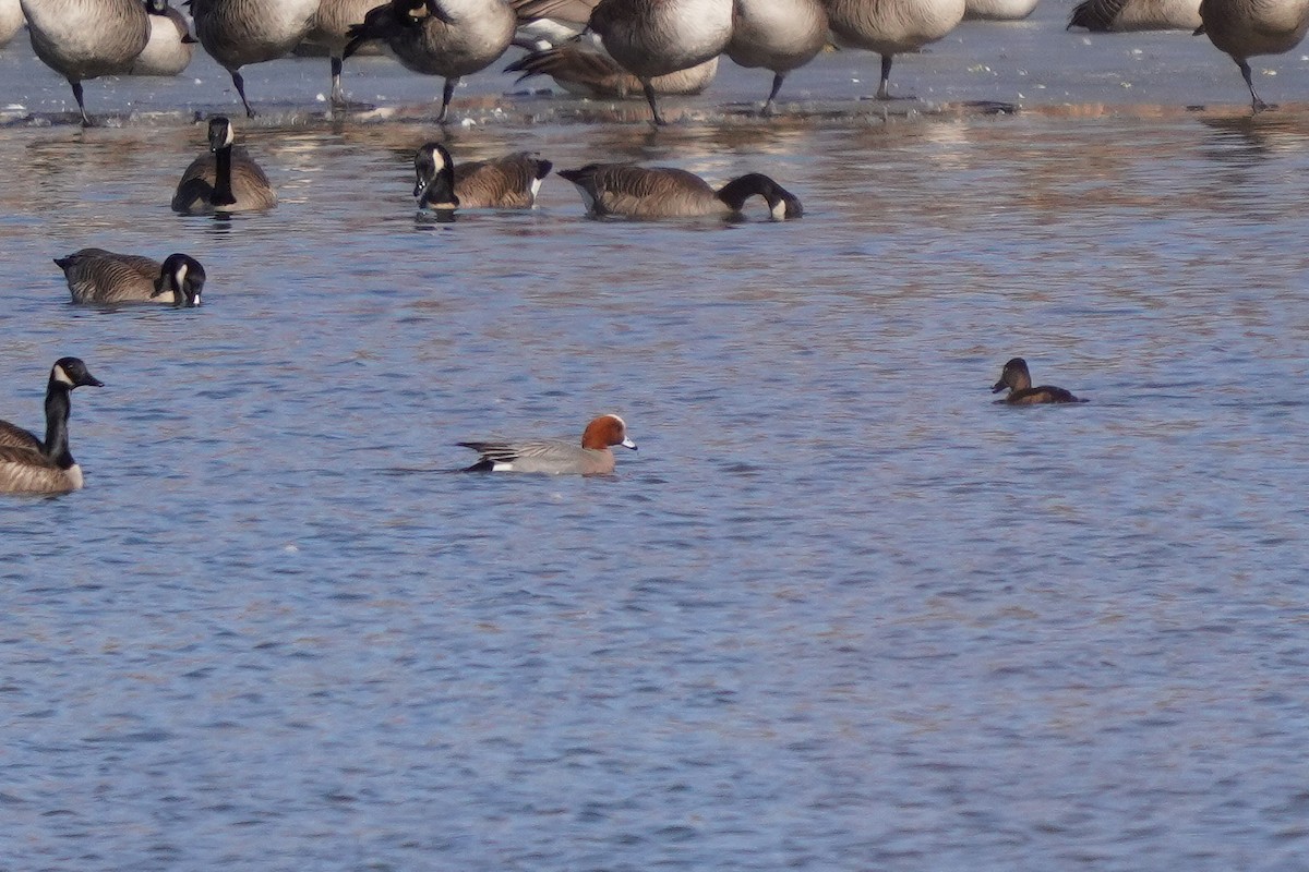 Eurasian Wigeon - Réal Boulet 🦆