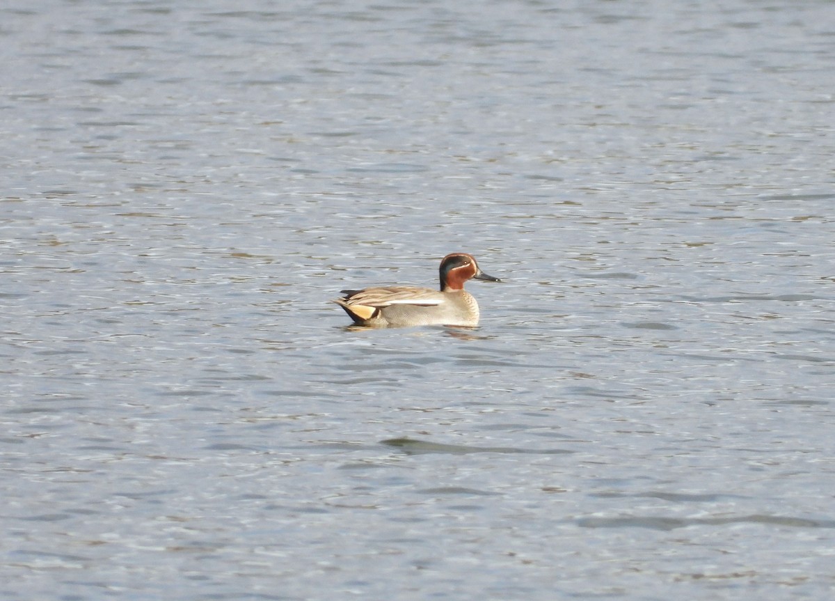 Green-winged Teal - ML615837695