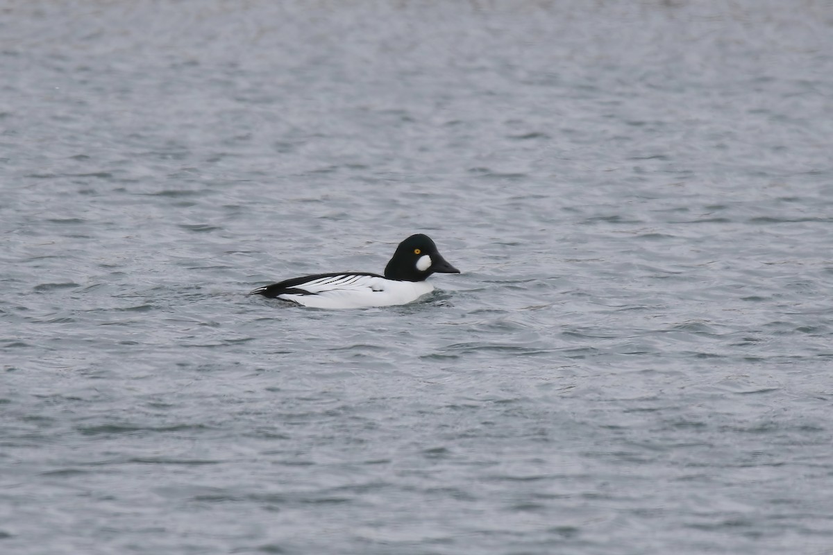 Common Goldeneye - ML615837753