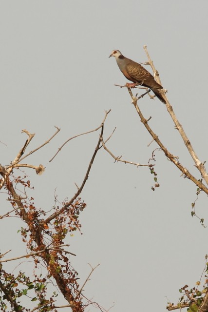 Adamawa Turtle-Dove - David Howdon