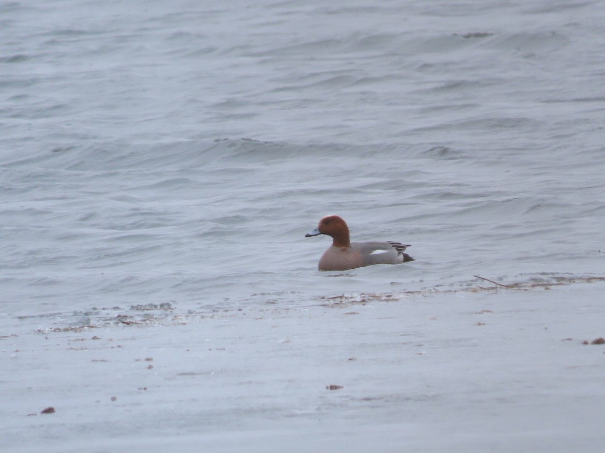 Eurasian Wigeon - Tania Mohacsi