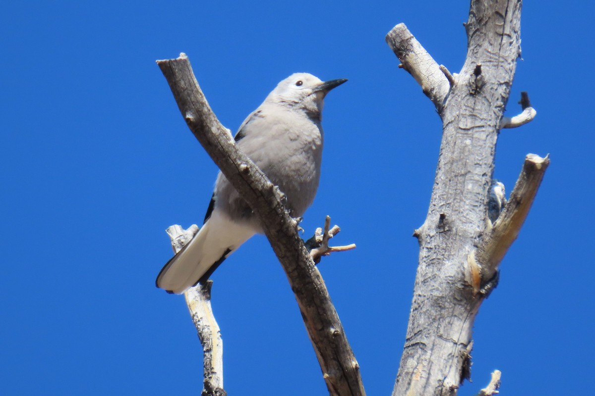 Clark's Nutcracker - ML615837861