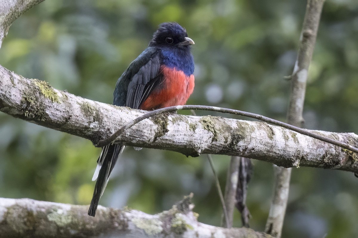 Surucua Trogon (Red-bellied) - Robert Lockett