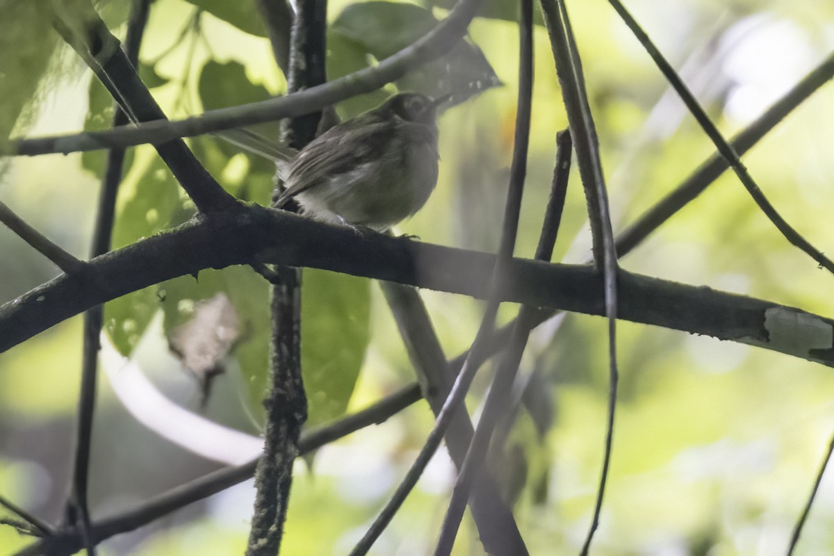 Oustalet's Tyrannulet - ML615837908