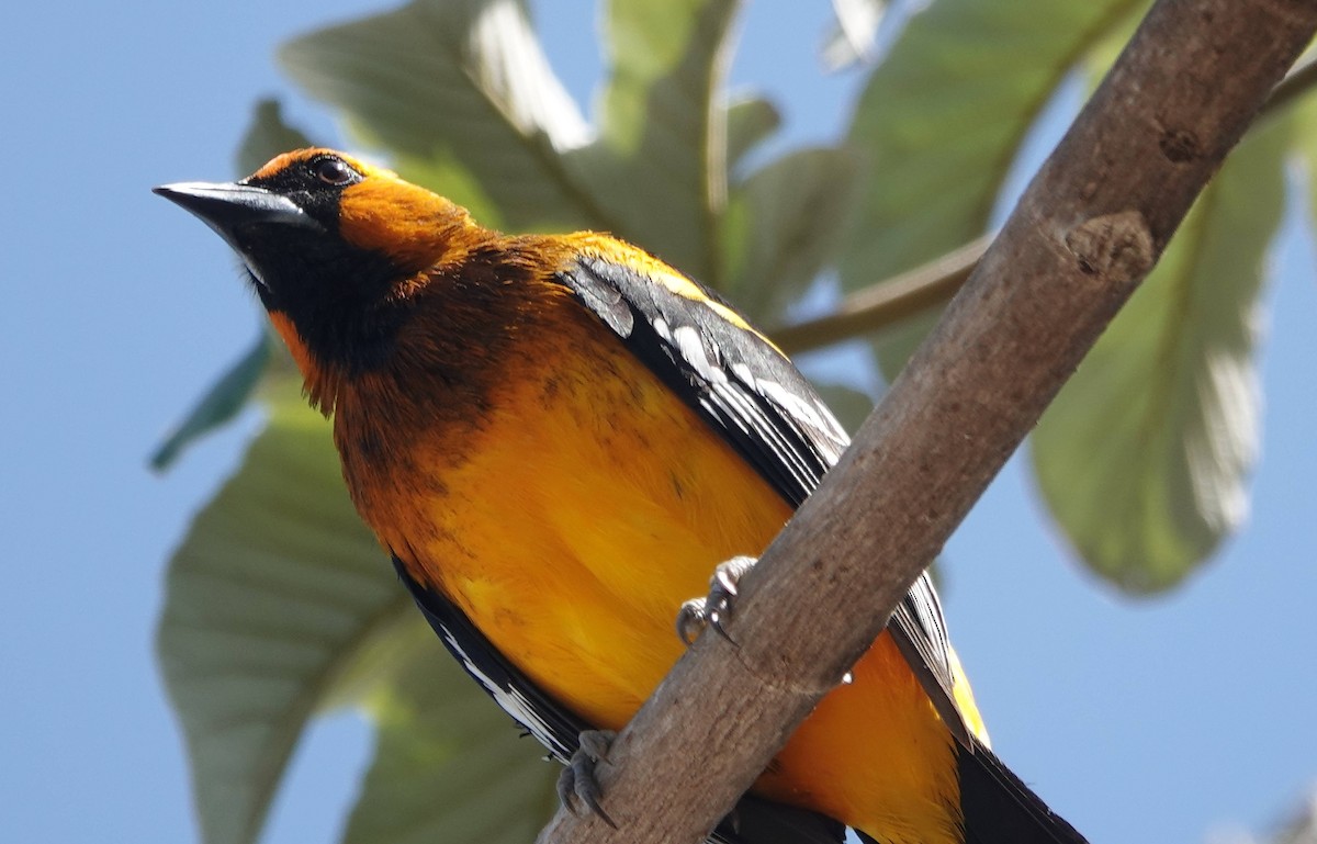 Altamira Oriole - ML615837912