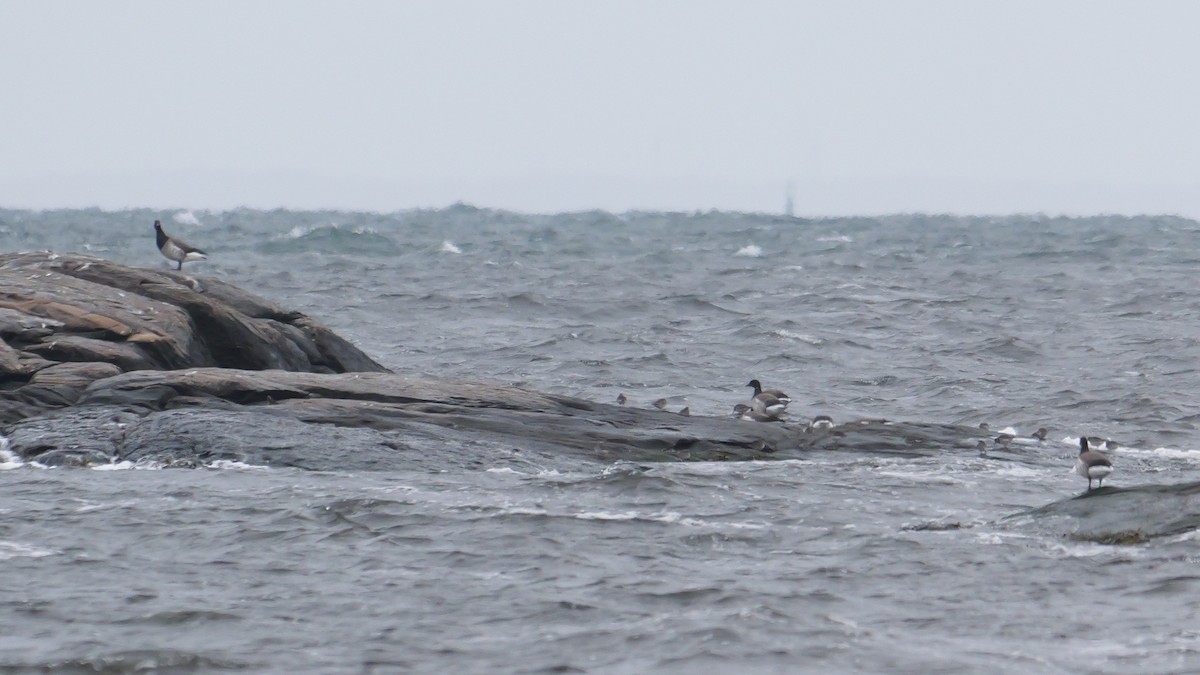 Purple Sandpiper - ML615837915