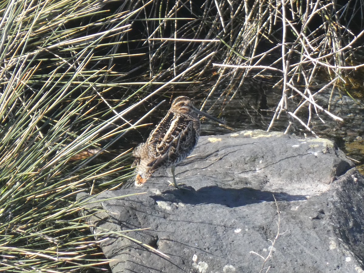 Wilson's Snipe - ML615837918