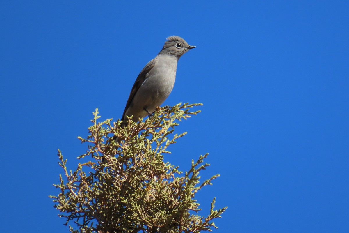 Townsend's Solitaire - ML615837920