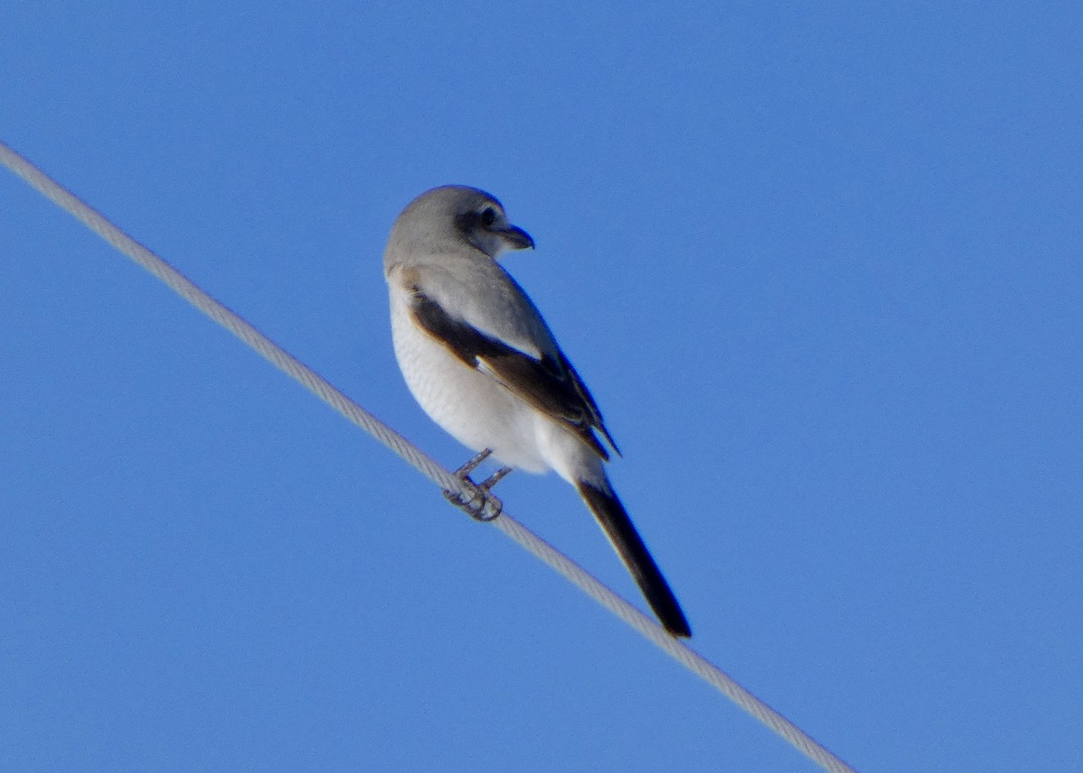 Northern Shrike - ML615837931