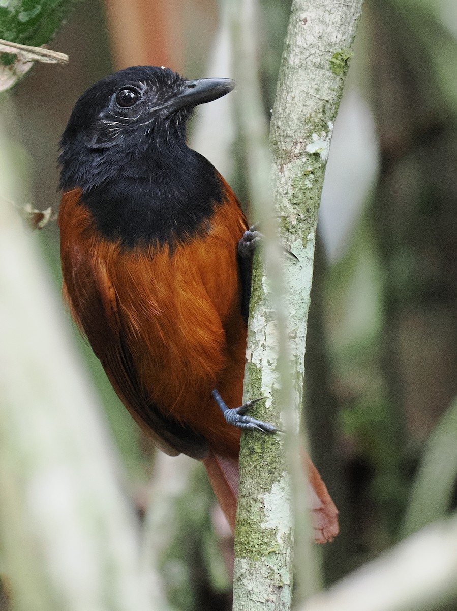 Cocha Antshrike - Ben Jesup