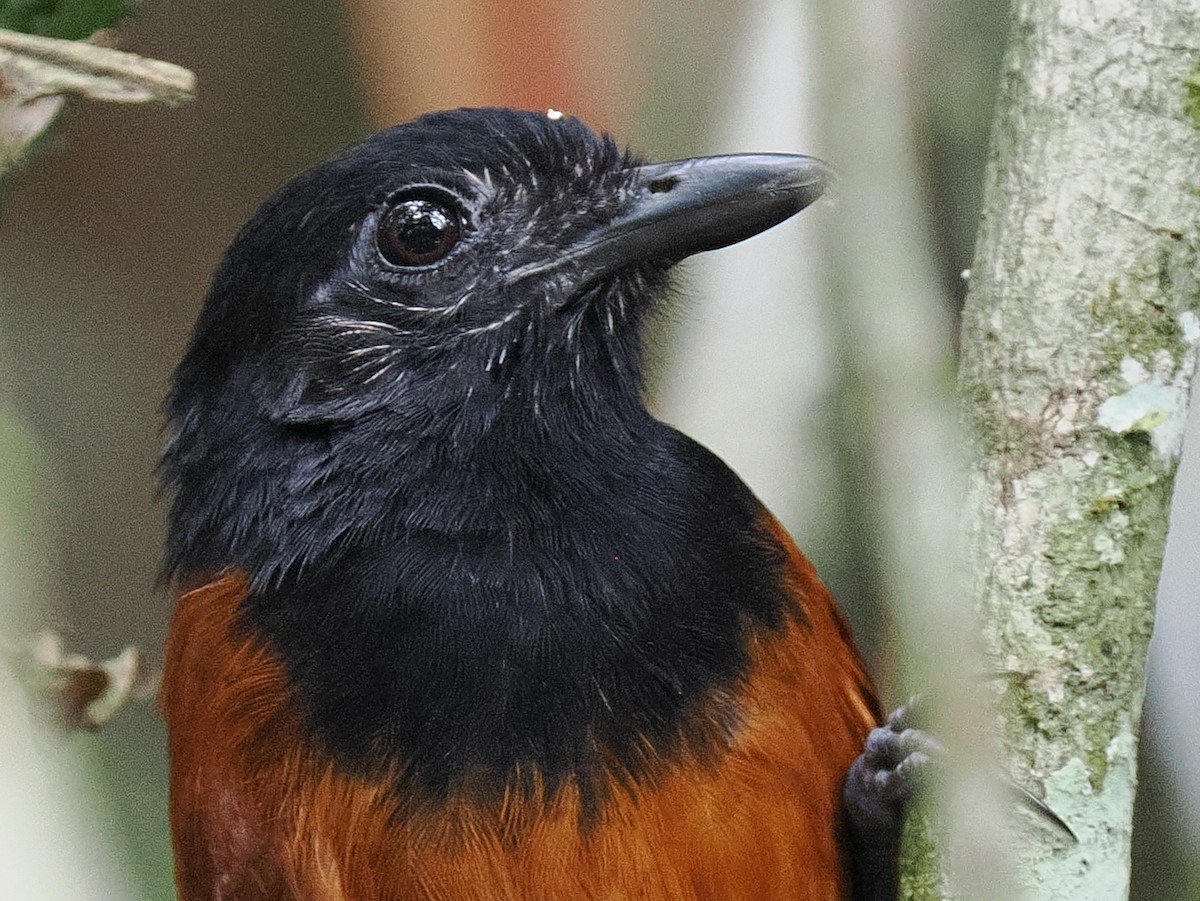 Cocha Antshrike - Ben Jesup