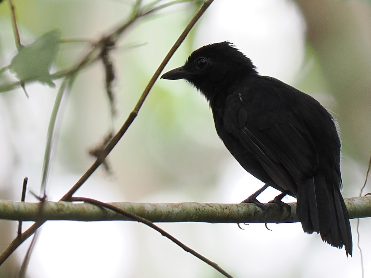 Cocha Antshrike - Ben Jesup