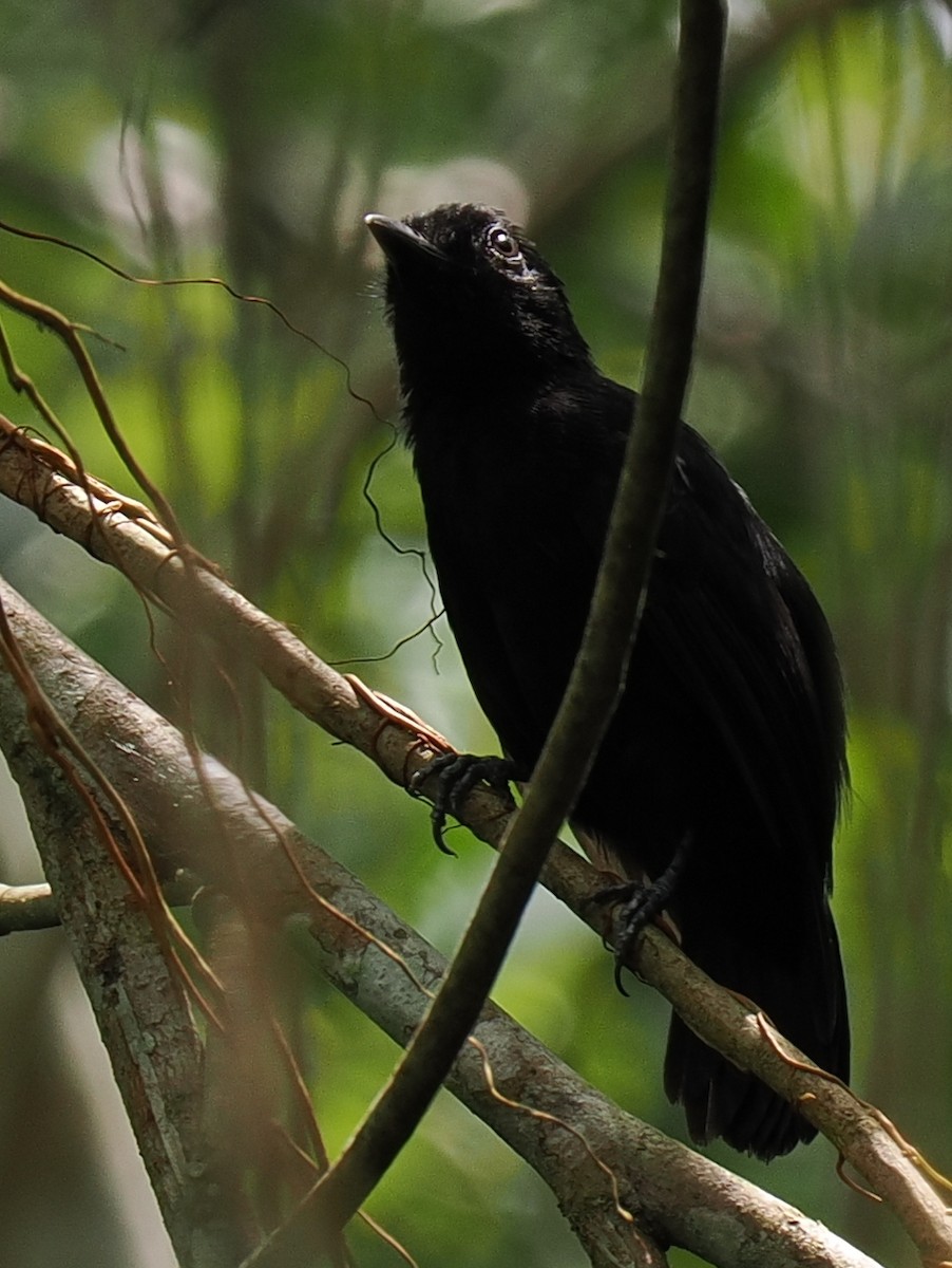 Cocha Antshrike - Ben Jesup