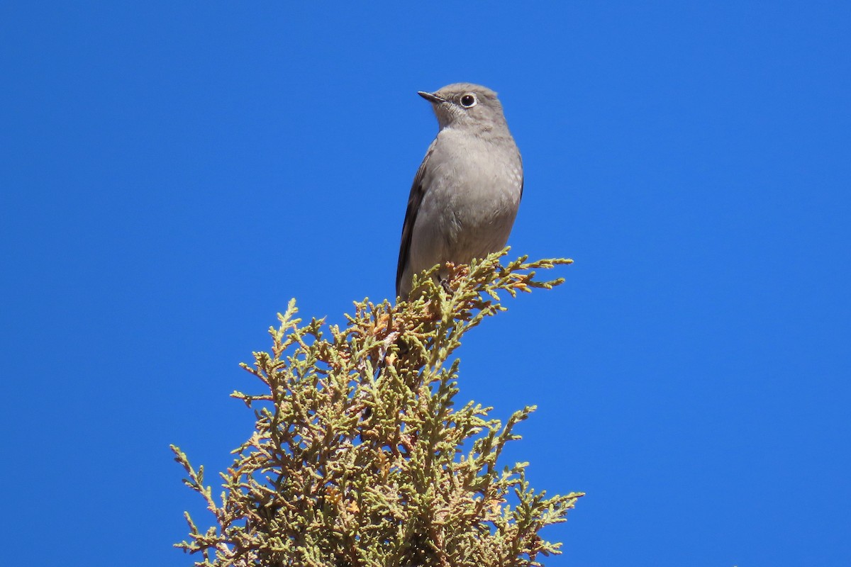 Townsend's Solitaire - ML615837952