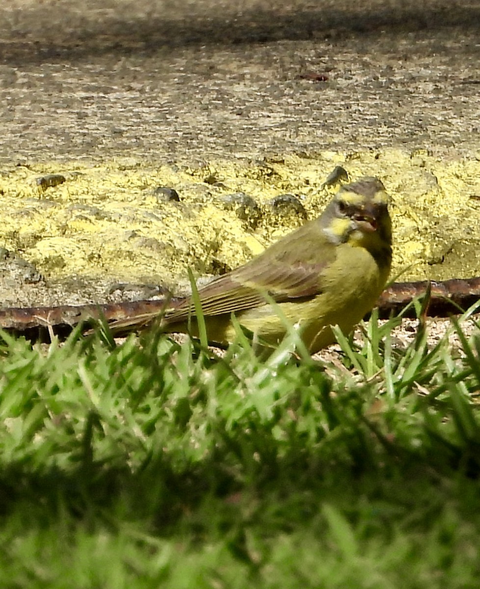 Yellow-fronted Canary - ML615837967