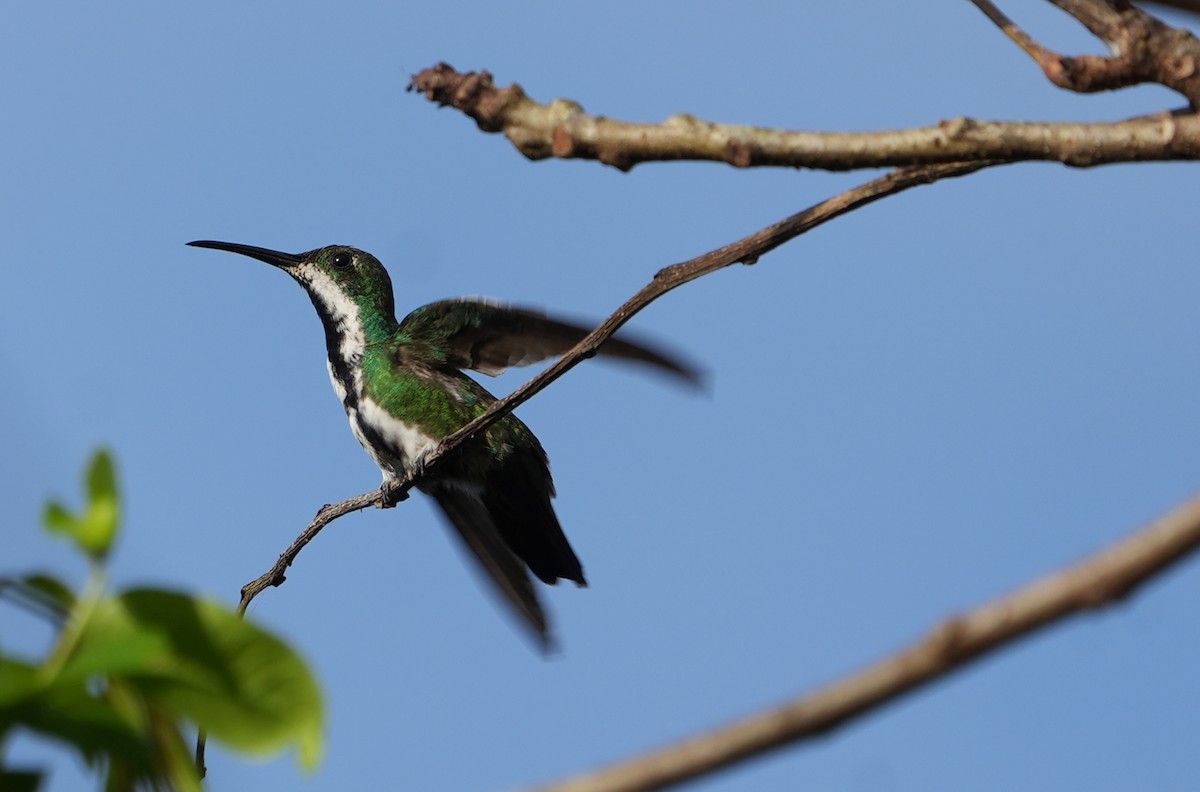 kolibřík tropický - ML615837968