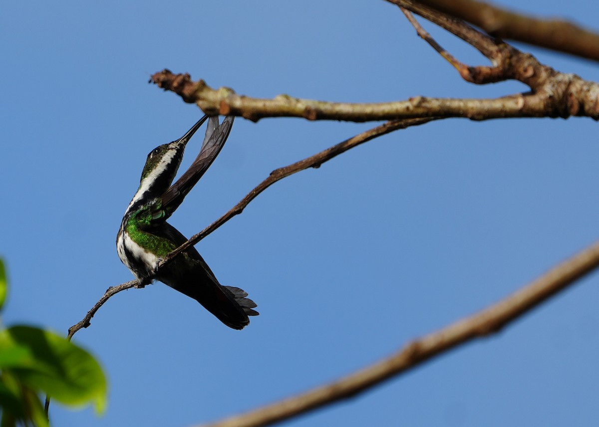 kolibřík tropický - ML615837969
