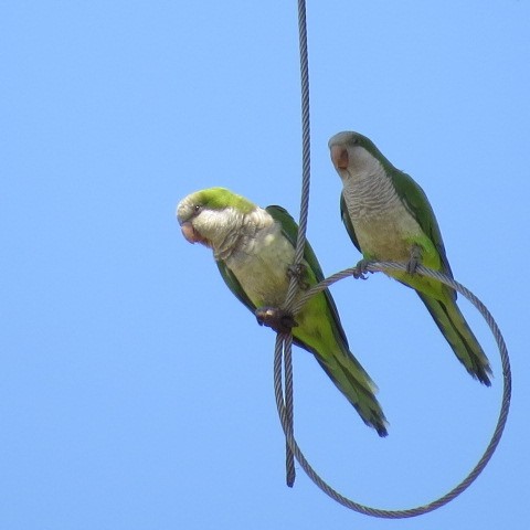 Monk Parakeet - ML615837979