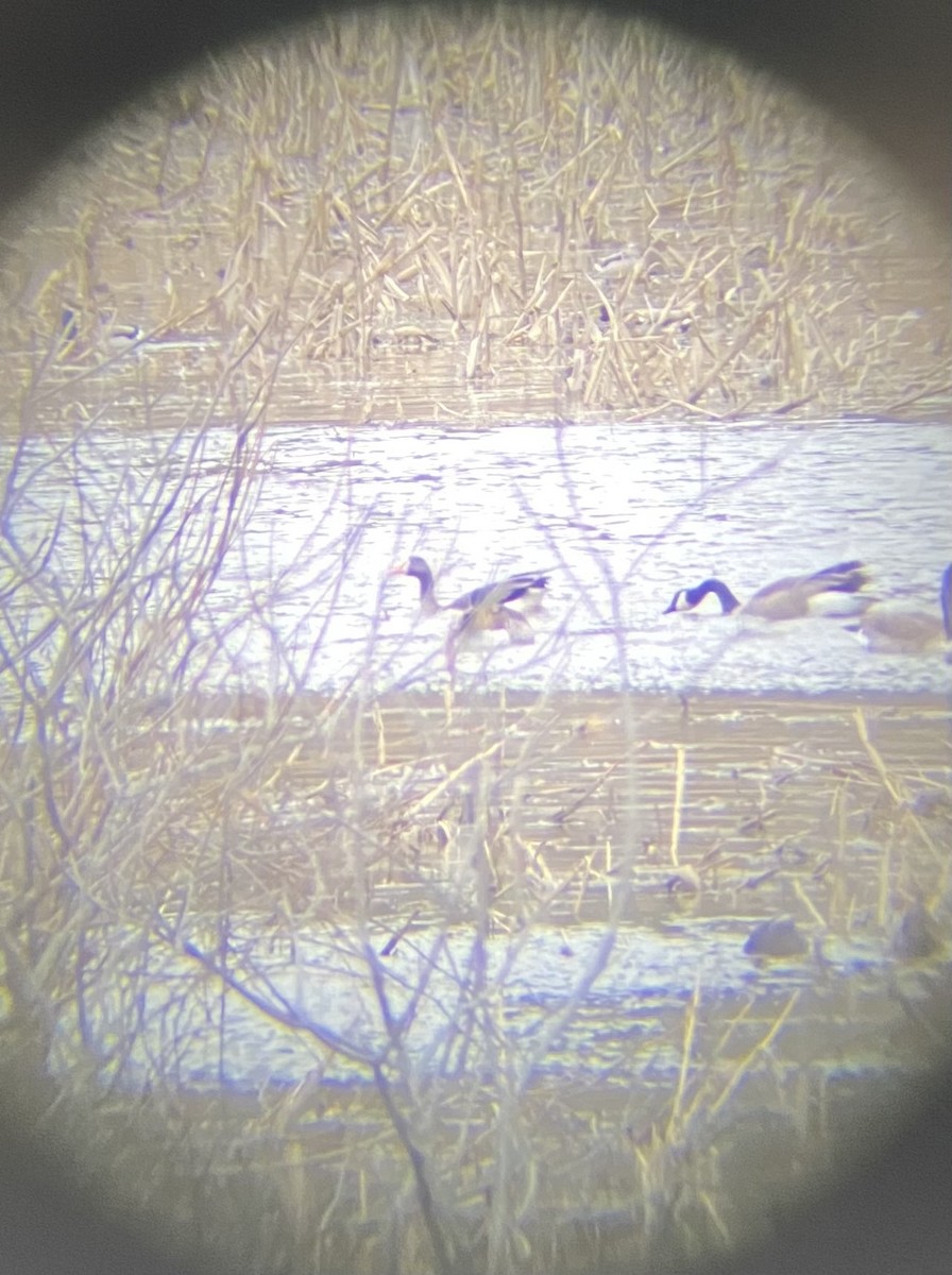 Greater White-fronted Goose - ML615837993