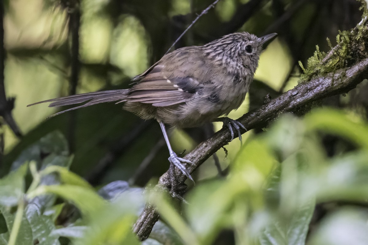 Dusky-tailed Antbird - Robert Lockett