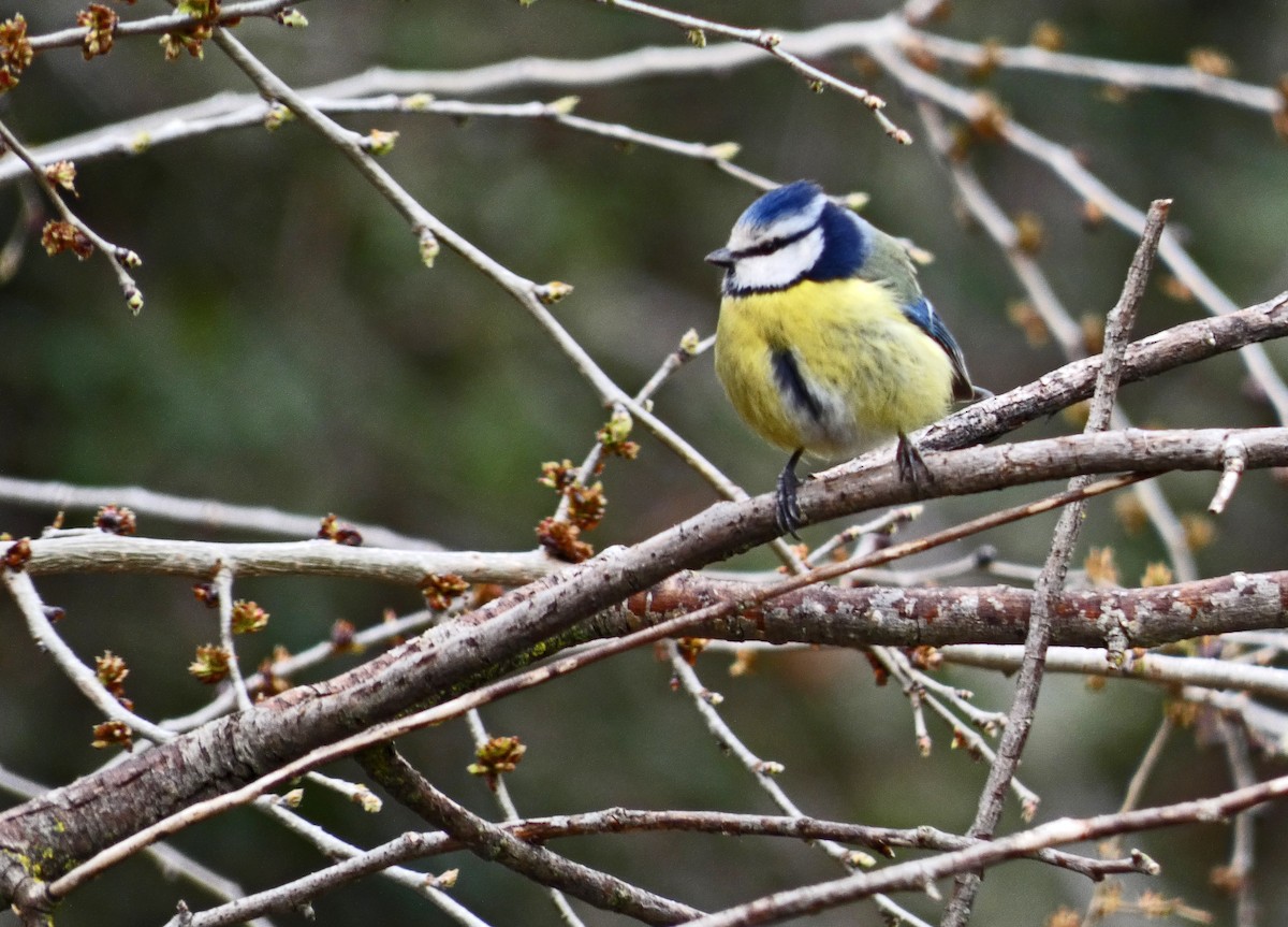 Eurasian Blue Tit - ML615838014